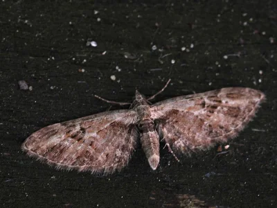 Eupithecia exiguata