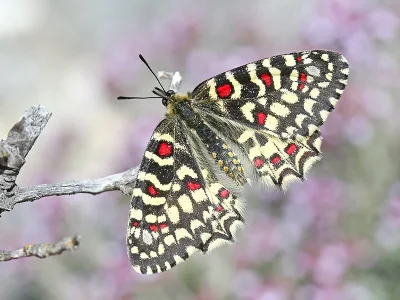 Zerynthia (Zerynthia) rumina