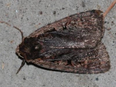 Eugraphe sigma
