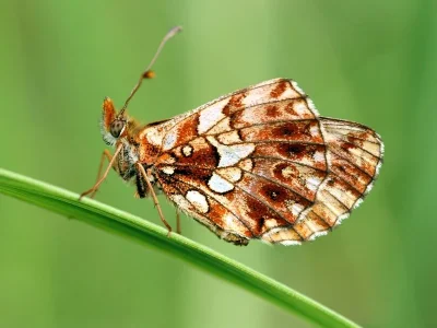Boloria (Clossiana) dia