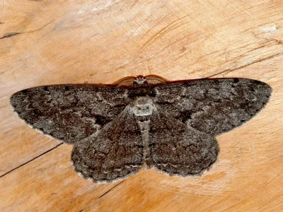 Hypomecis roboraria