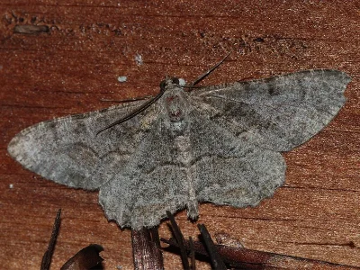 Alcis repandata