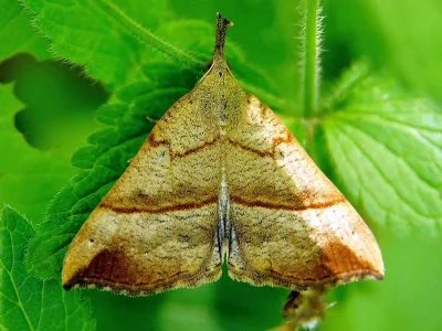 Hypena (Hypena) proboscidalis