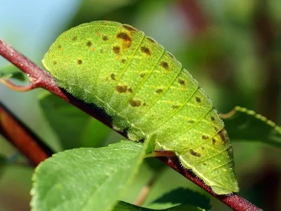 Iphiclides podalirius