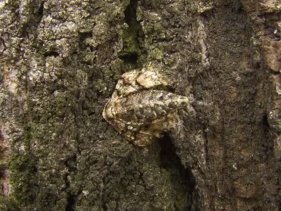 Agriopis marginaria