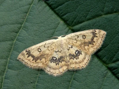 Cyclophora (Cyclophora) annularia