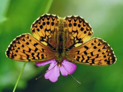 Boloria (Clossiana) titania