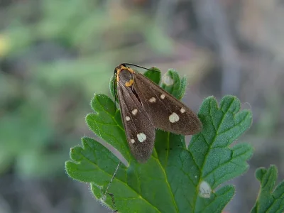 Dysauxes (Dysauxes) famula