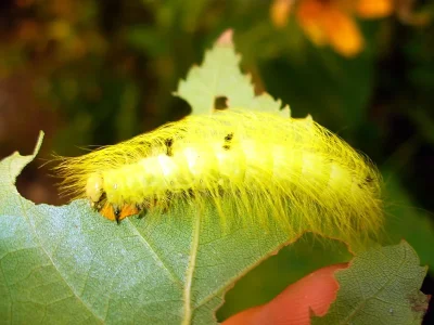 Acronicta (Acronicta) leporina
