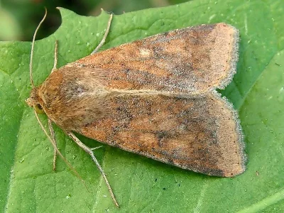 Helicoverpa armigera