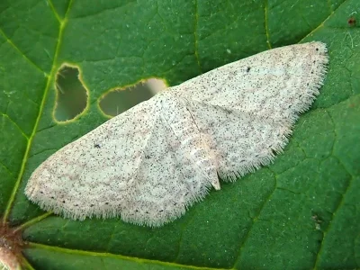 Scopula (Ustocidalia) incanata