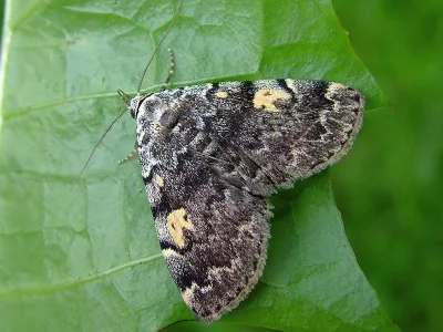 Idia calvaria