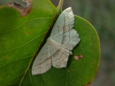 Scopula (Ustocidalia) imitaria