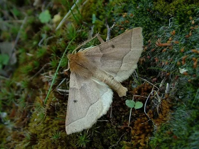 Crocallis tusciaria