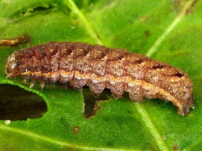 Lacanobia (Dianobia) thalassina
