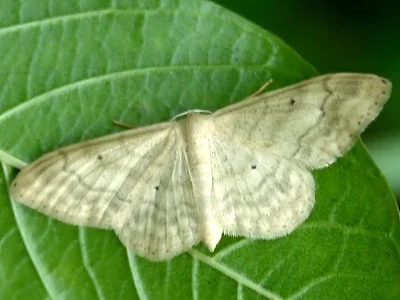 Idaea deversaria