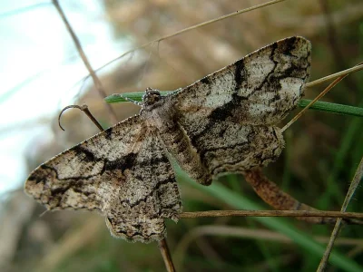 Peribatodes umbraria