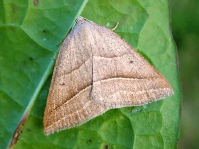 Petrophora chlorosata