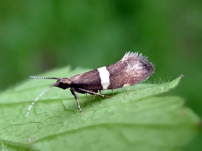 Eidophasia messingiella