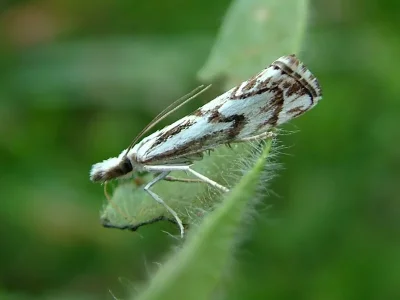 Catoptria confusellus
