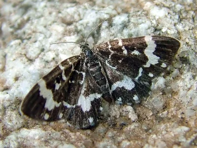 Trichodezia haberhaueri