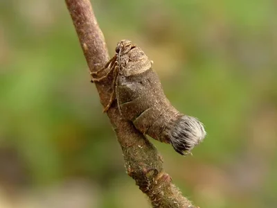 Alsophila aceraria