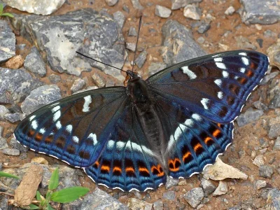 Limenitis populi
