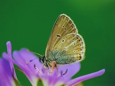 Eumedonia eumedon