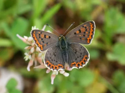 Lycaena (Heodes) tityrus