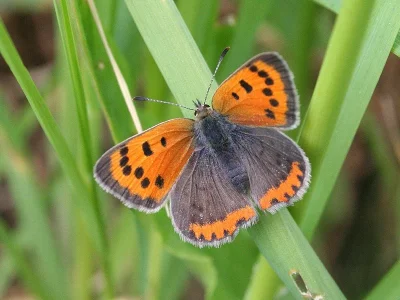 Lycaena (Lycaena) phlaeas
