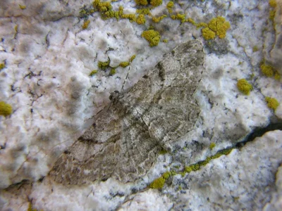 Peribatodes rhomboidaria