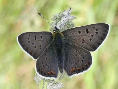 Lycaena (Heodes) tityrus