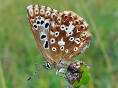 Polyommatus (Lysandra) coridon