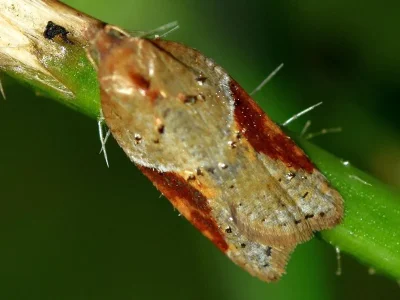 Acleris laterana