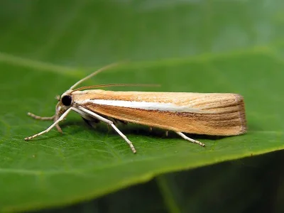 Agriphila selasella