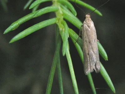 Acompsia (Acompsia) tripunctella