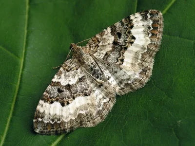 Epirrhoe rivata