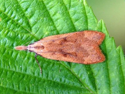 Dichomeris derasella