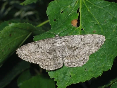 Hypomecis roboraria