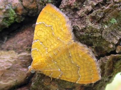 Camptogramma bilineata