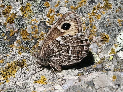 Hipparchia (Hipparchia) autonoe
