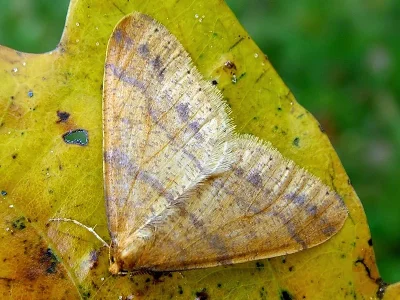 Agriopis aurantiaria