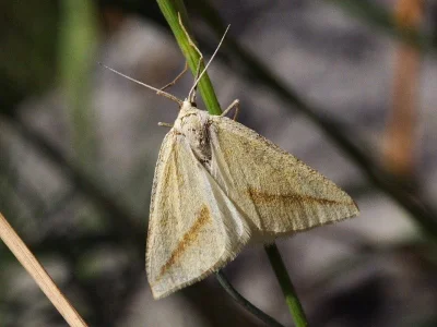 Aspitates (Aspitates) gilvaria