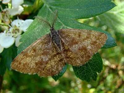 Ematurga atomaria