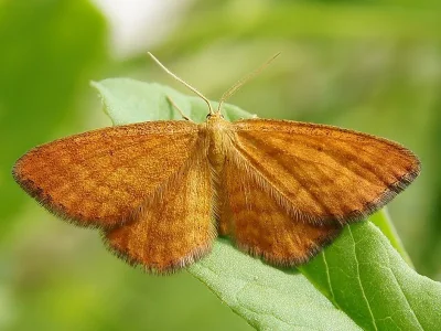Idaea serpentata