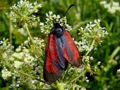 Zygaena (Mesembrynus) minos