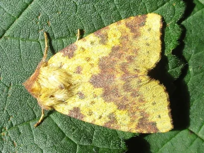 Xanthia (Xanthia) togata