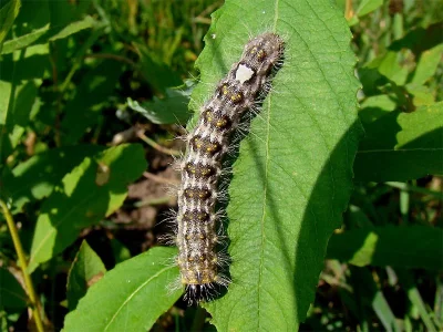 Acronicta (Subacronicta) megacephala