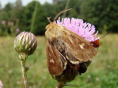 Cerapteryx graminis