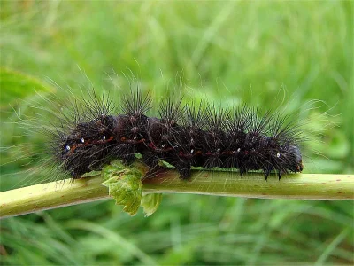 Acronicta (Viminia) menyanthidis